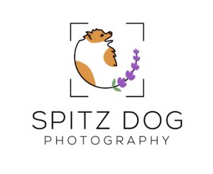 Spitz Dog Photography
